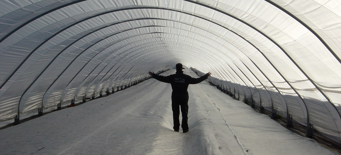 Interior of a polytunnel